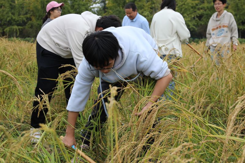 北京農學院舉行“大手拉小手，共繪豐收景”秋收節活動。校方供圖