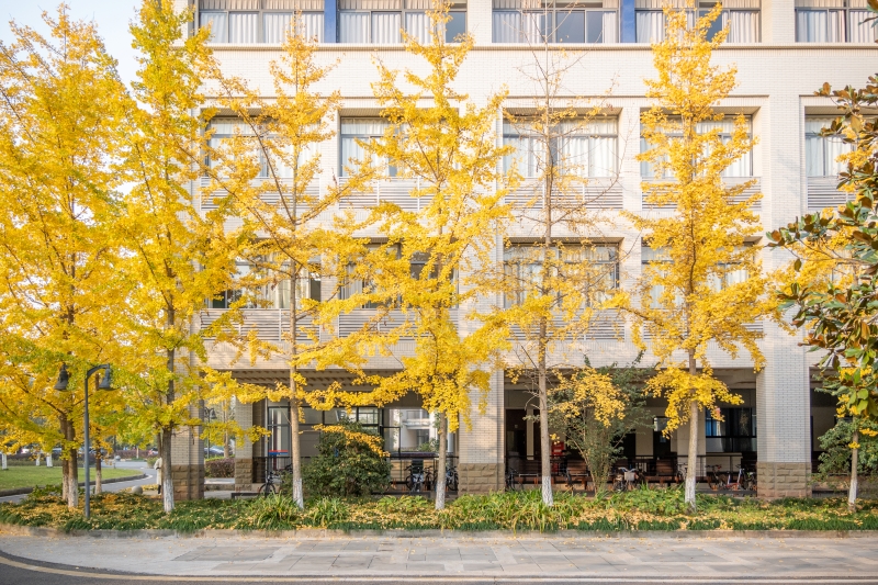 重慶大學(xué)校園內(nèi)，銀杏裝點(diǎn)秋日風(fēng)景。劉琪攝 